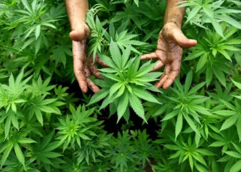 DCSA italiana: l’Albania è il maggior produttore di cannabis in Europa