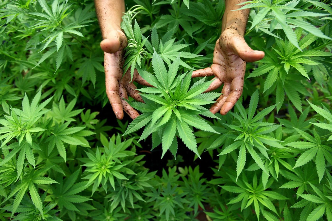 DCSA italiana: l’Albania è il maggior produttore di cannabis in Europa