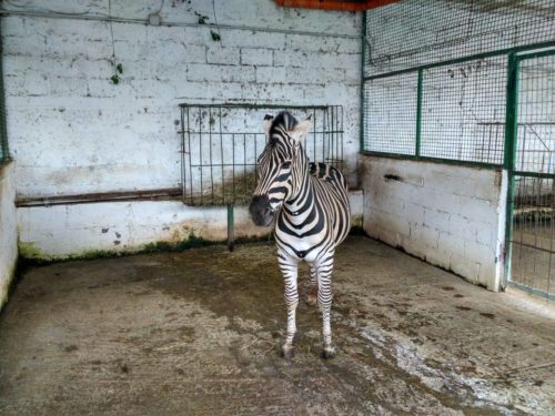 Zebra Al Safari Park Zoo Di Fier Albania