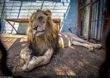Un leone al Safari Park Zoo di Fier, Albania