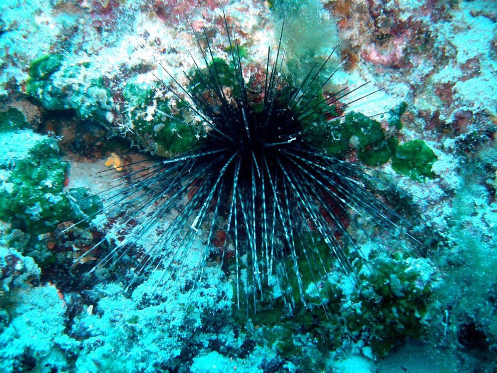 The Sea Urchin Centrostephanus Longispinus